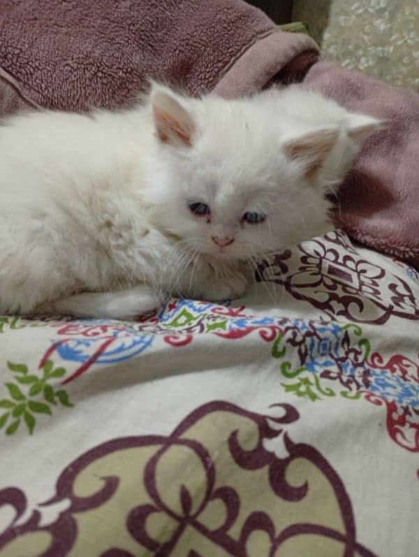 Persian Kittens Punch face Triple coated Available for sale 3