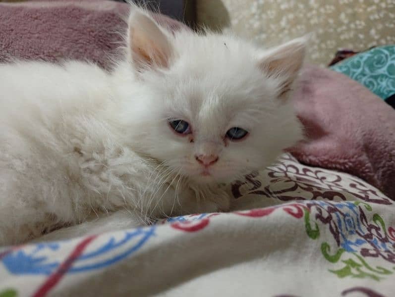 Persian Kittens Punch face Triple coated Available for sale 4