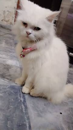 persian cate for sale