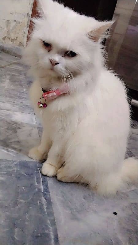 persian cate for sale 0