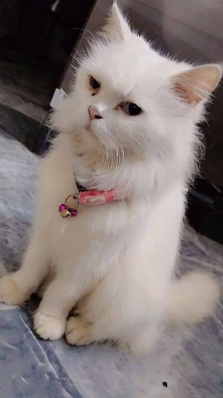 persian cate for sale 1