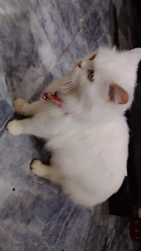 persian cate for sale 3