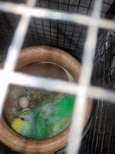 budgie breeder pair urgent sale with cage