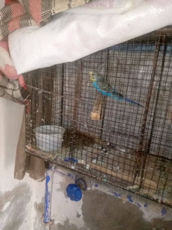 budgie breeder pair urgent sale with cage 2