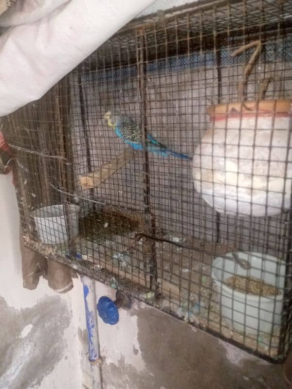 budgie breeder pair urgent sale with cage 3