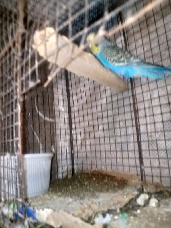 budgie breeder pair urgent sale with cage 4