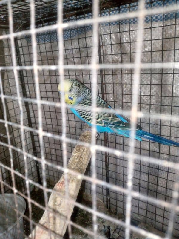 budgie breeder pair urgent sale with cage 5