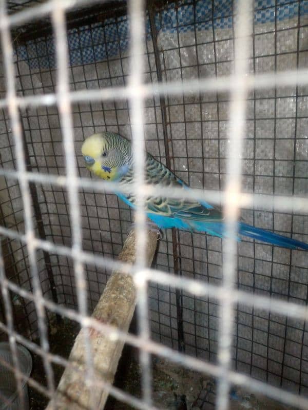 budgie breeder pair urgent sale with cage 6