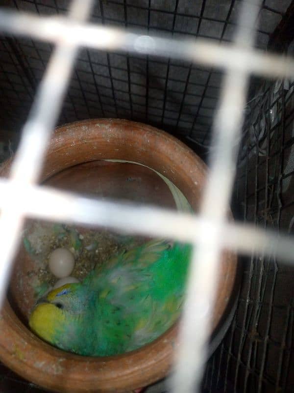 budgie breeder pair urgent sale with cage 7