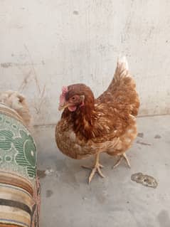 2 golden misri female