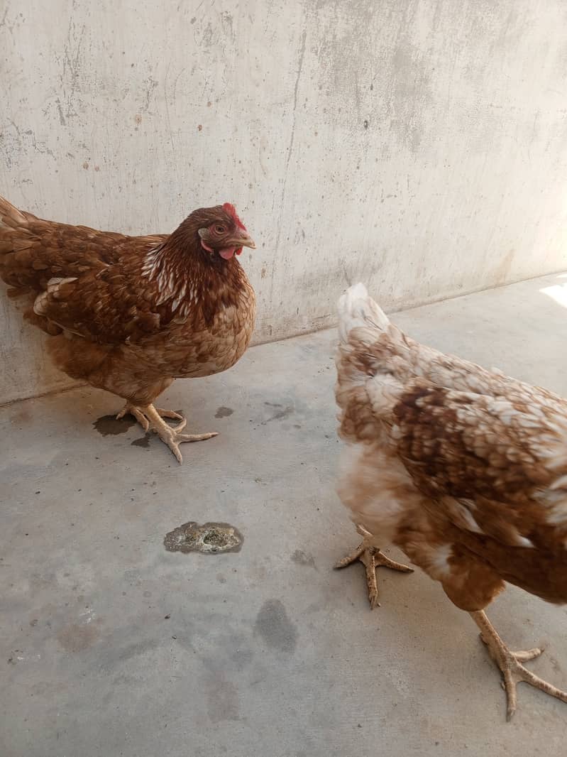 2 golden misri female 1