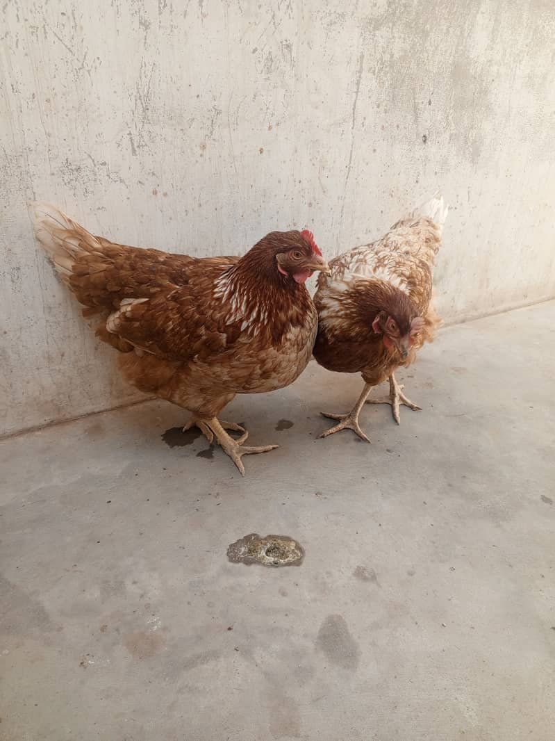 2 golden misri female 2