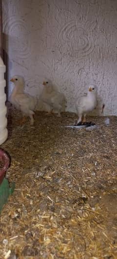 10 white heavy chicks 20 days age