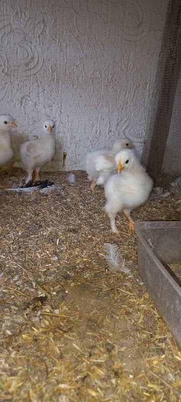 10 white heavy chicks 20 days age 1