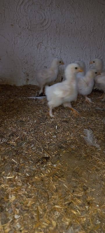 10 white heavy chicks 20 days age 2