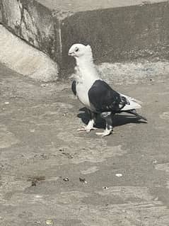 pigeon