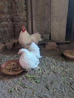 bantam