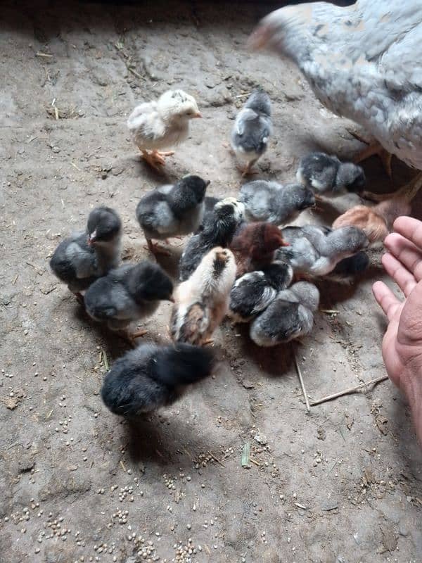 Thai caross aseel chicks 03014237451 call me 2