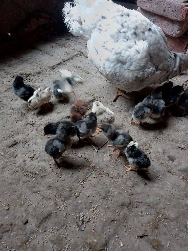 Thai caross aseel chicks 03014237451 call me 6