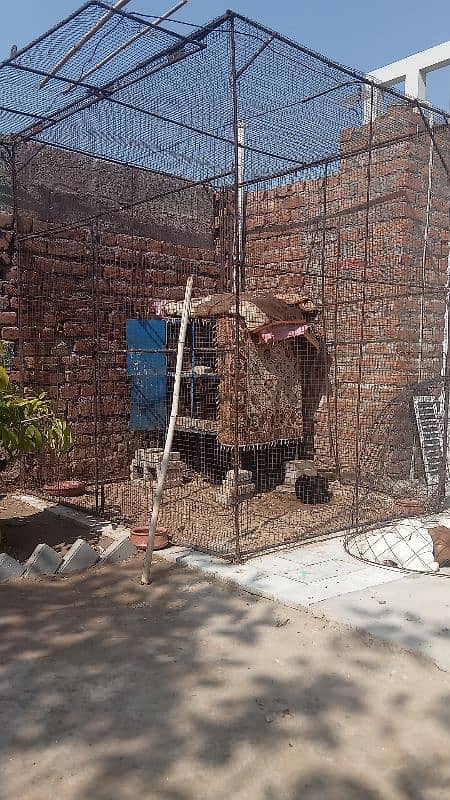 bird cage and pigeon teddi neela Sialkoti betara 7