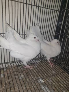 Lucky Pigeon New Pair (Home Breed)