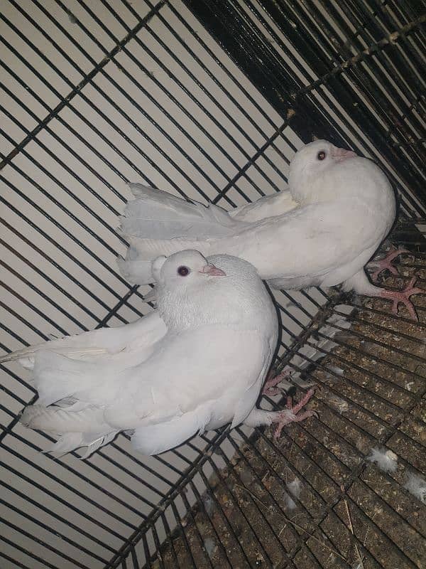 Lucky Pigeon New Pair (Home Breed) 1