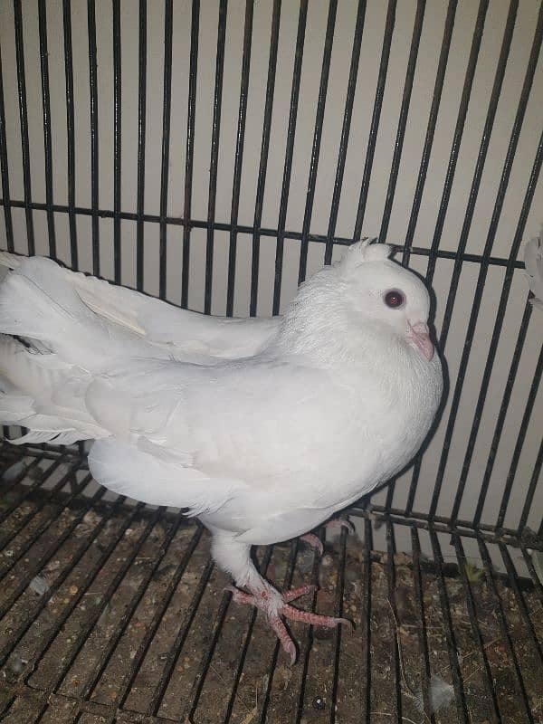 Lucky Pigeon New Pair (Home Breed) 2