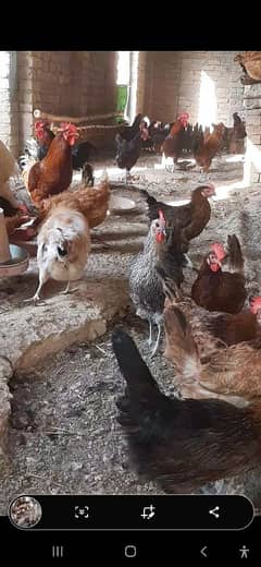 Desi Golden Misri Hens