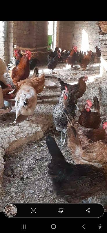 Desi Golden Misri Hens 0