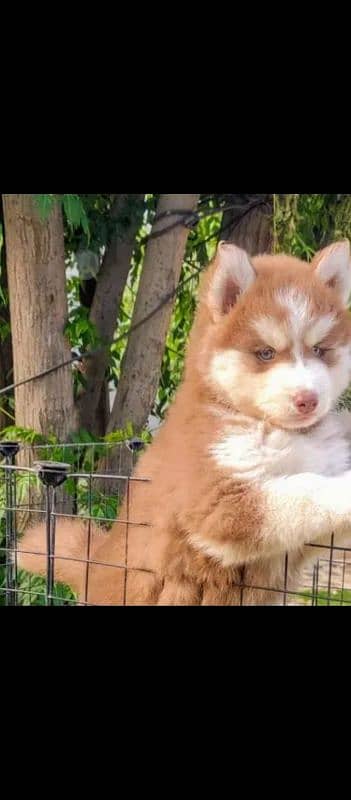 husky puppies 03111526792 1