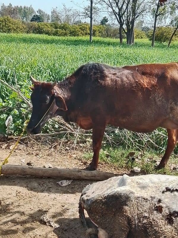 sahiwal cow for sale 0