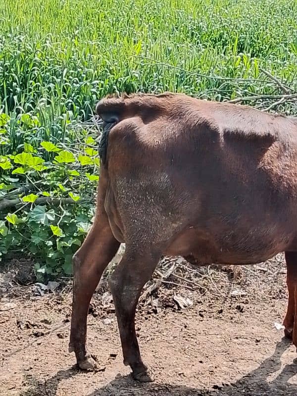 sahiwal cow for sale 1