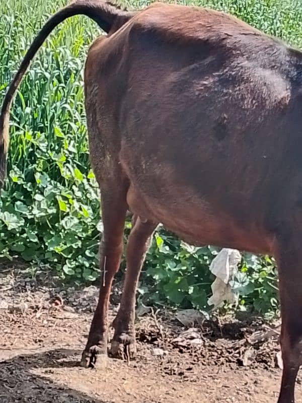 sahiwal cow for sale 2