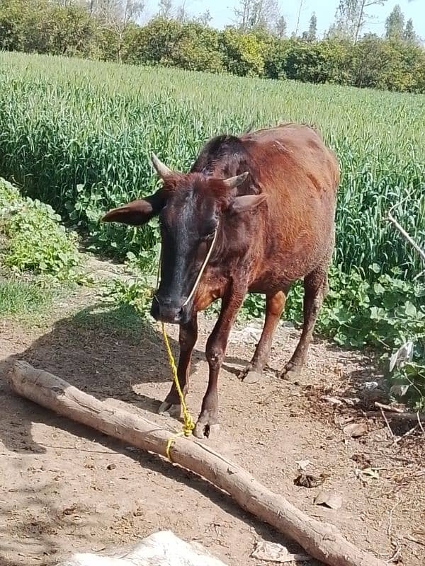 sahiwal cow for sale 3