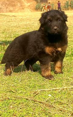 German Shepherd Female Puppy For Sale / GSD