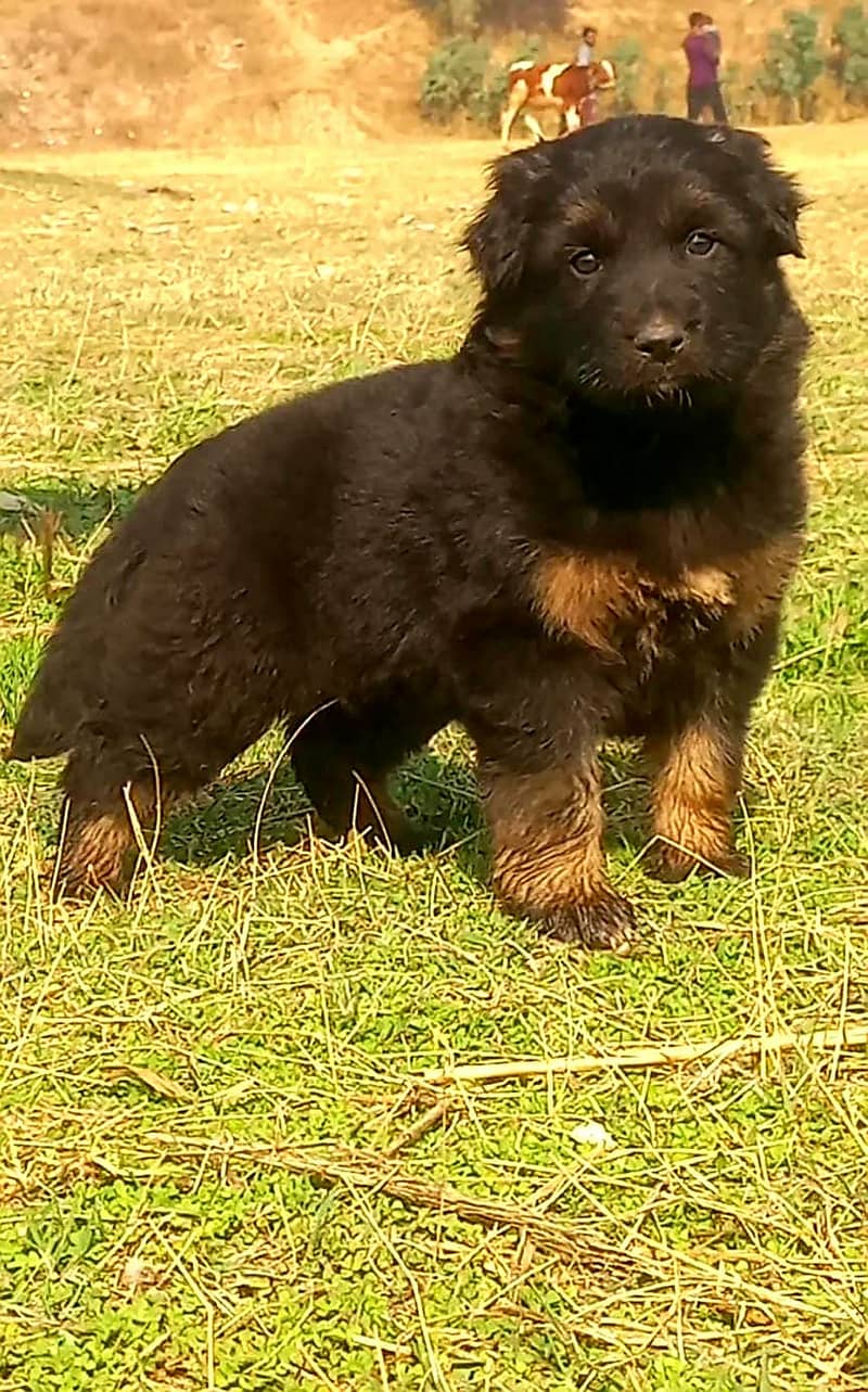 German Shepherd Female Puppy For Sale / GSD 0