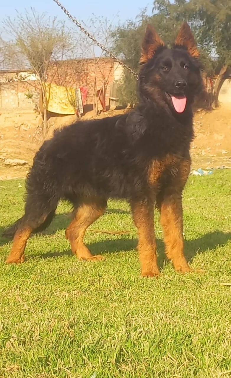 German Shepherd Female / GSD /German Shepherd Long Coat Dog For Sale 0