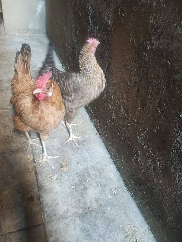 Desi hens 0