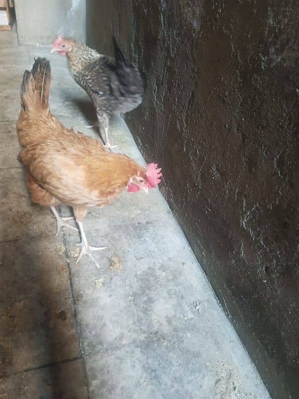 Desi hens 2