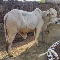 بچھڑا - Bachra - Bulls for sale