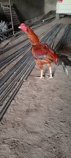 Pakistani aseel bird