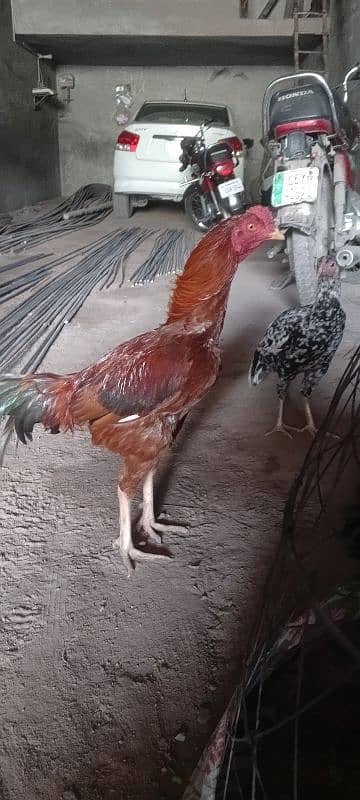 Pakistani aseel bird 5