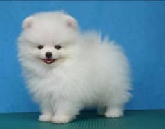 Pomeranian puppies