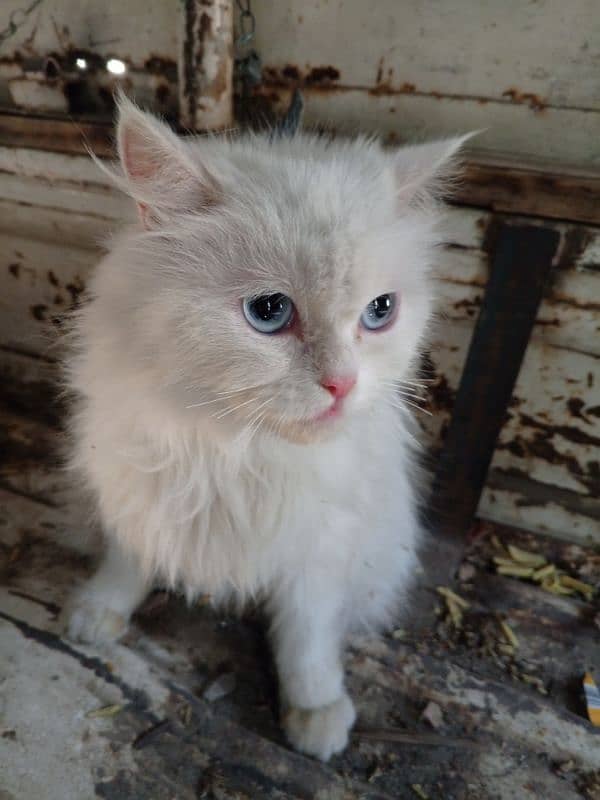 Persian cat looking for new home urgently 0