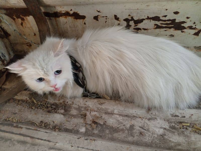 Persian cat looking for new home urgently 1