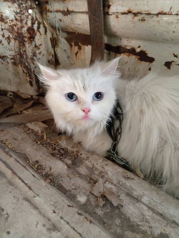 Persian cat looking for new home urgently 3