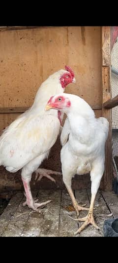 Paper White Heera Male Female For sale