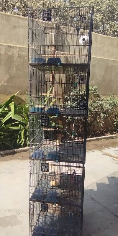 Birds Cage 0