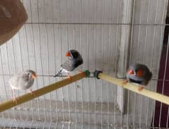 common zebra Finches