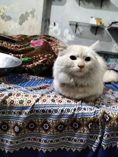 Persian cat 8 month age ha fully active and taimed health doll face